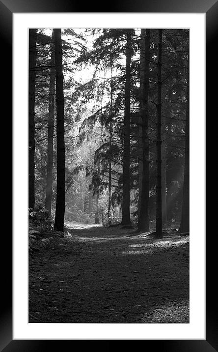 woodland walk Framed Mounted Print by Elouera Photography