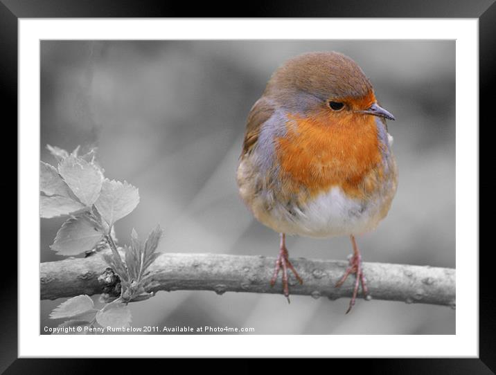 robin red breast Framed Mounted Print by Elouera Photography