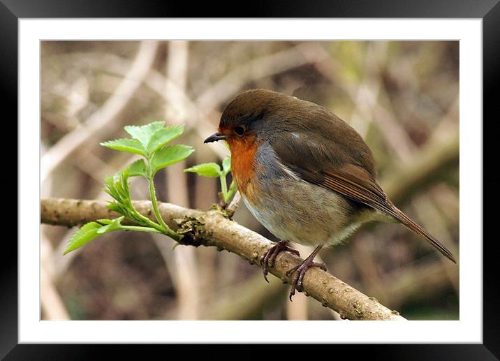 robin redbreast perched Framed Mounted Print by Elouera Photography