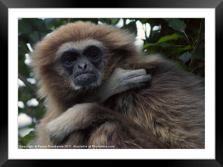you looking at me? Framed Mounted Print by Elouera Photography
