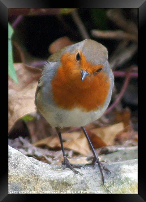 robin on a wall Framed Print by Elouera Photography