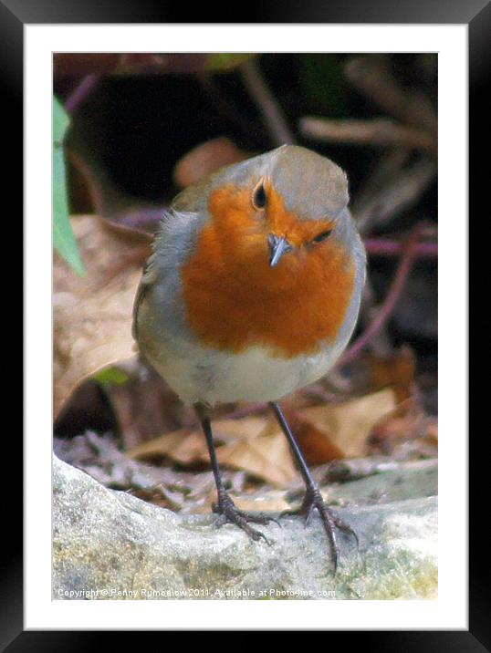 robin on a wall Framed Mounted Print by Elouera Photography