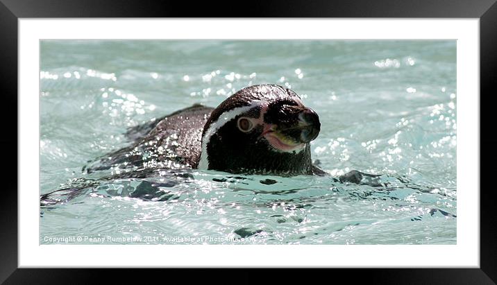 penguin swimming Framed Mounted Print by Elouera Photography