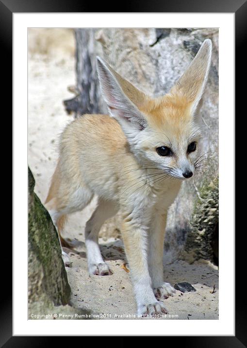 fennec fox Framed Mounted Print by Elouera Photography