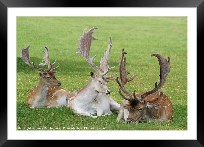 three deers Framed Mounted Print by Elouera Photography