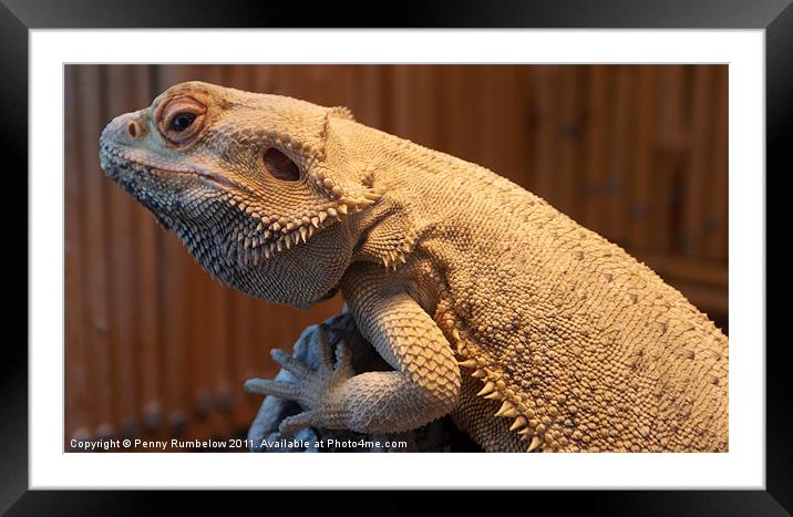 bearded dragon Framed Mounted Print by Elouera Photography