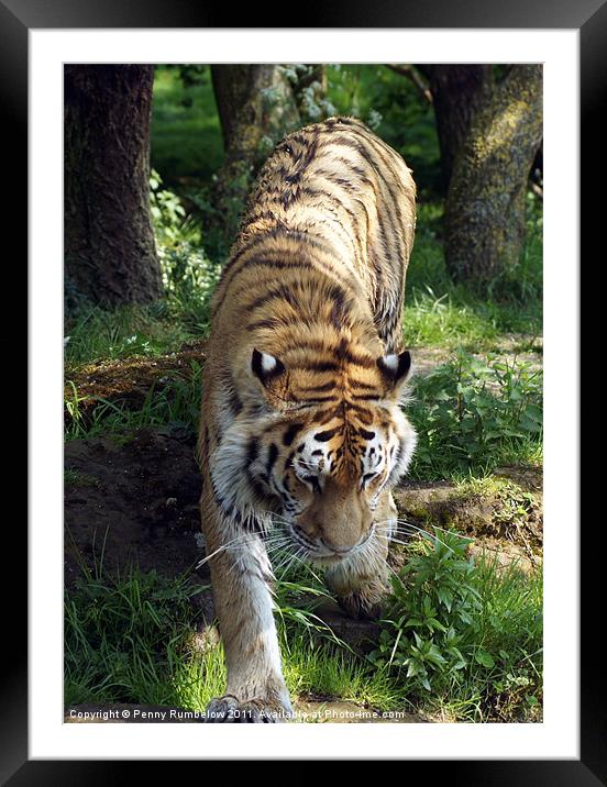 tiger prowling colour Framed Mounted Print by Elouera Photography