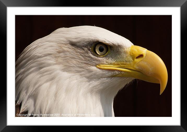 eagle close up Framed Mounted Print by Elouera Photography