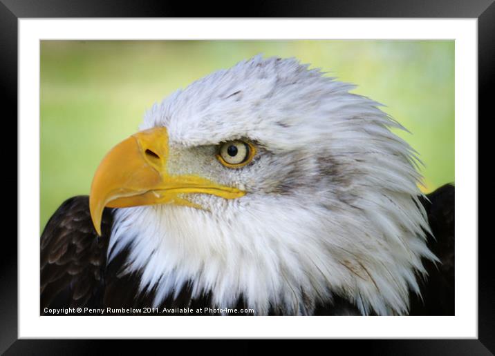 american bald eagle Framed Mounted Print by Elouera Photography