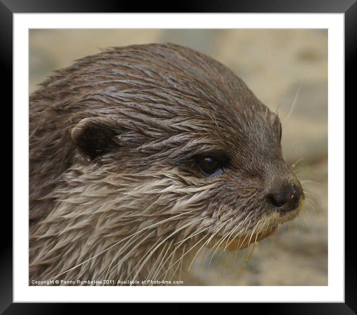 otter close up Framed Mounted Print by Elouera Photography