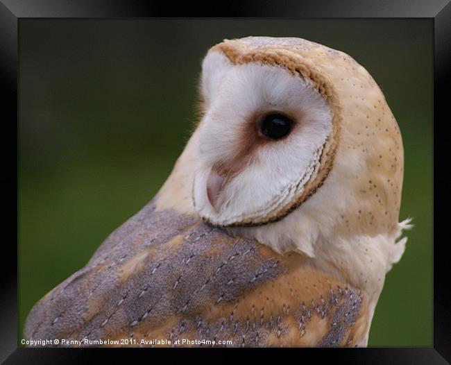 barn owl Framed Print by Elouera Photography