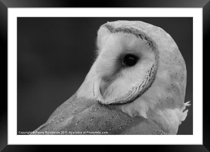 barn owl Framed Mounted Print by Elouera Photography
