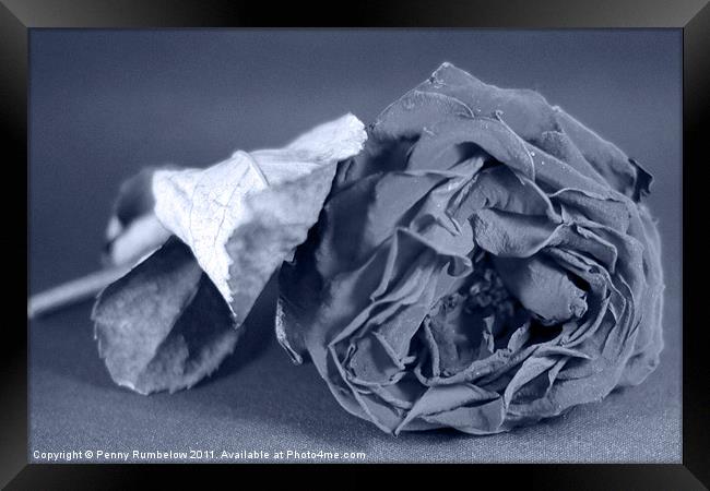 rose Framed Print by Elouera Photography