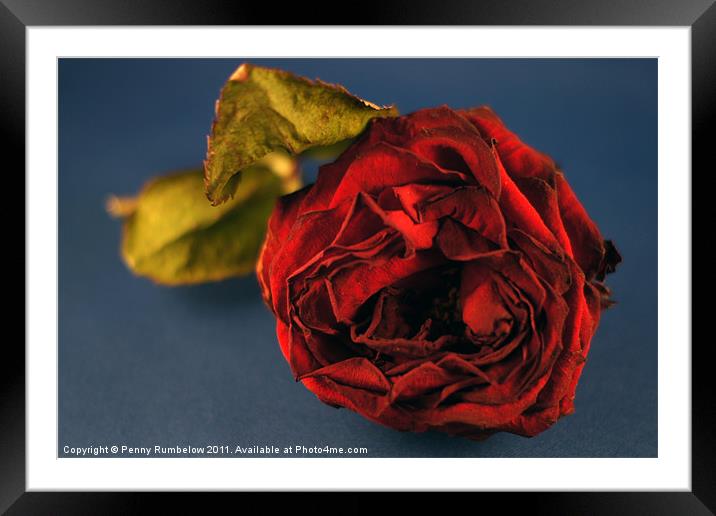 red rose Framed Mounted Print by Elouera Photography