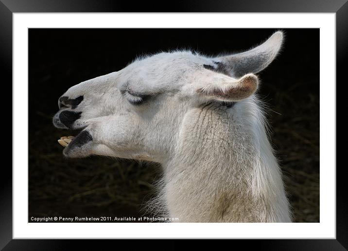 laughing llama Framed Mounted Print by Elouera Photography