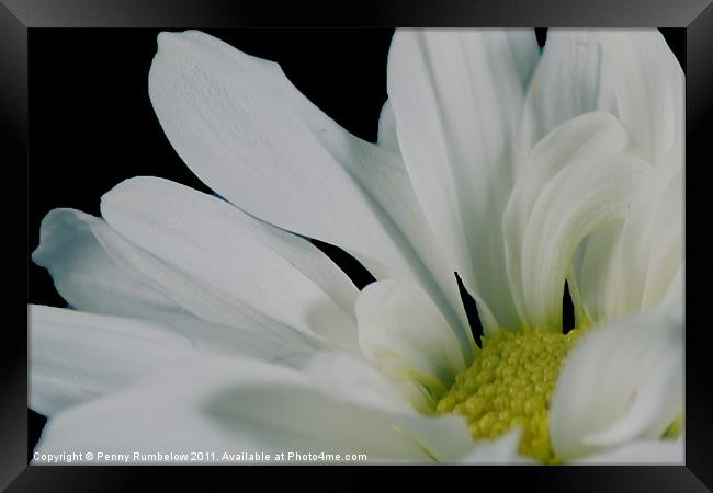 White Chrysanthemum Framed Print by Elouera Photography