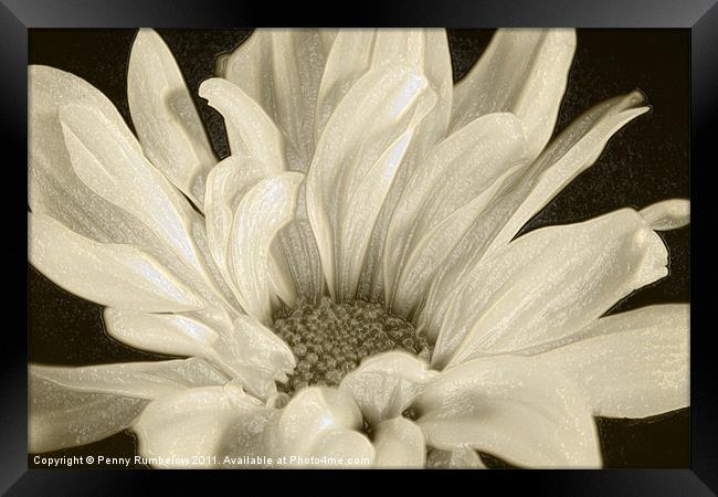 White Chrysanthemum Framed Print by Elouera Photography