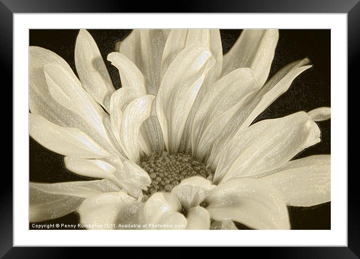 White Chrysanthemum Framed Mounted Print by Elouera Photography