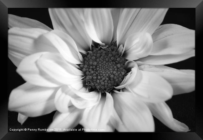 chrysanthemum Framed Print by Elouera Photography