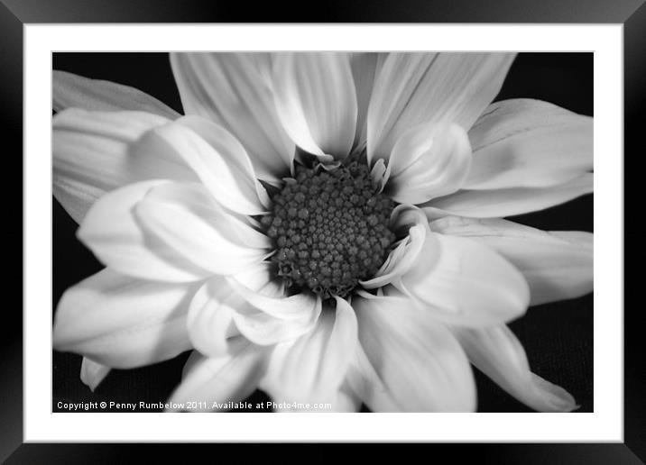 chrysanthemum Framed Mounted Print by Elouera Photography