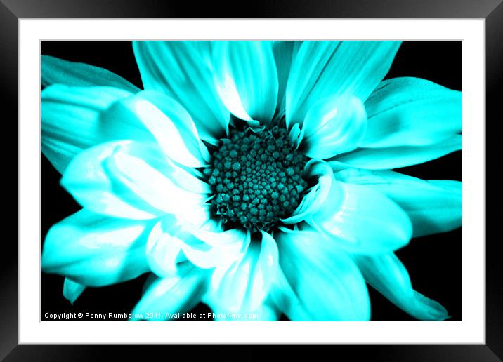 vivid blue chrysanthemum Framed Mounted Print by Elouera Photography