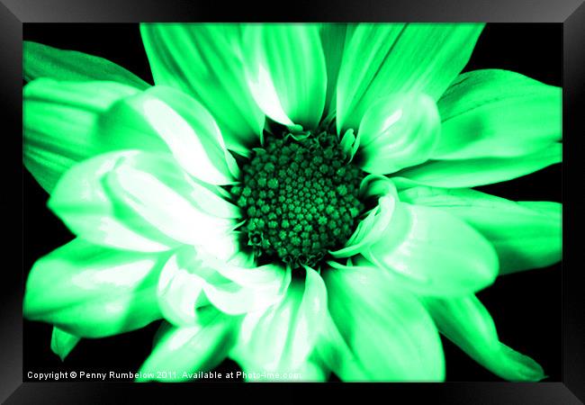 vivid green chrysanthemum Framed Print by Elouera Photography