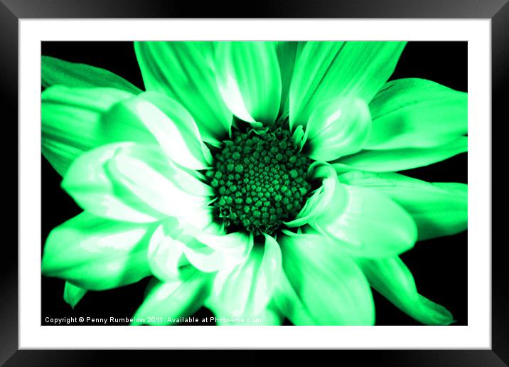 vivid green chrysanthemum Framed Mounted Print by Elouera Photography