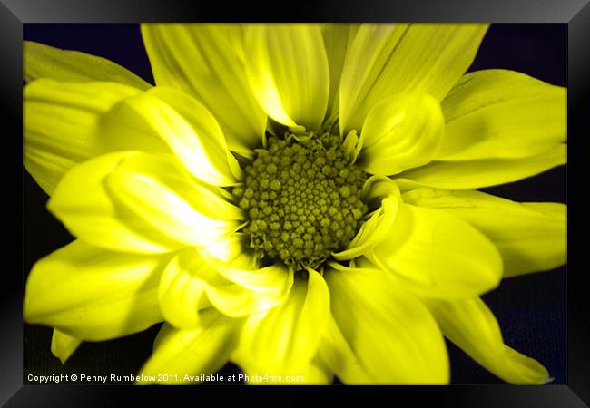 vivid yellow chrysanthemum Framed Print by Elouera Photography