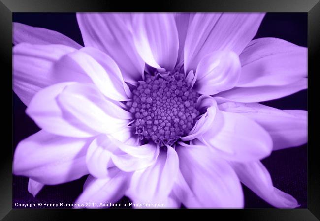 vivid purple chrysanthemum Framed Print by Elouera Photography