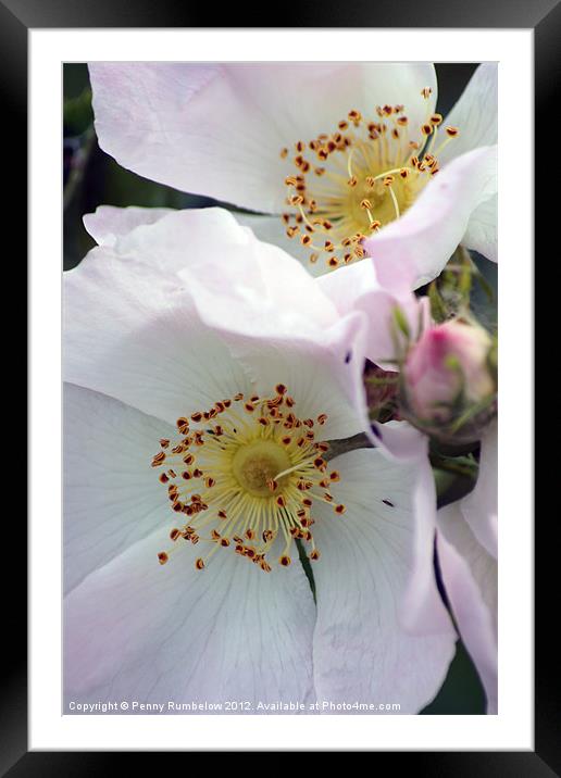 dog rose Framed Mounted Print by Elouera Photography