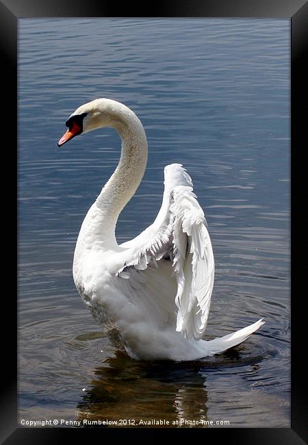 swan wings Framed Print by Elouera Photography
