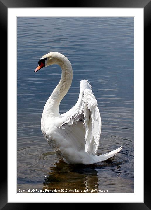 swan wings Framed Mounted Print by Elouera Photography