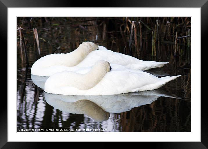 sleeping beauties Framed Mounted Print by Elouera Photography