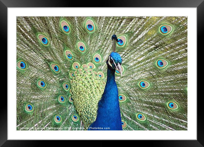 Peacock Framed Mounted Print by Elouera Photography