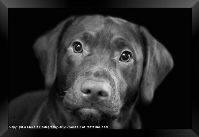 puppy dog eyes Framed Print by Elouera Photography
