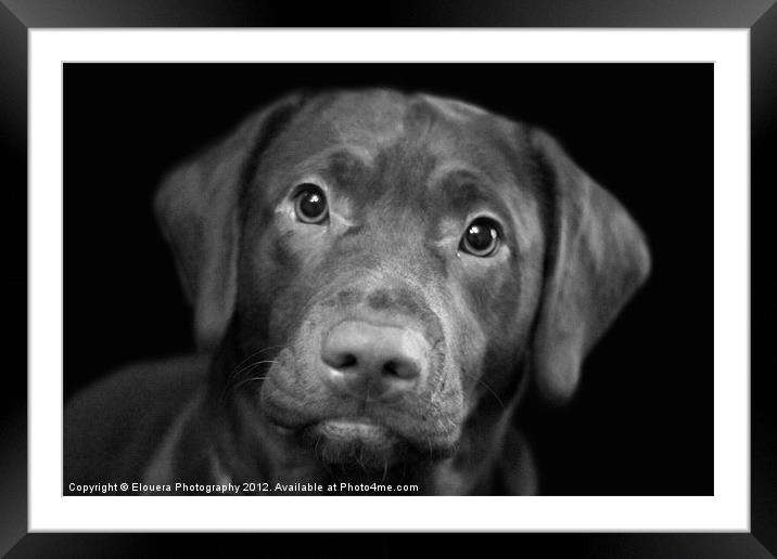 puppy dog eyes Framed Mounted Print by Elouera Photography
