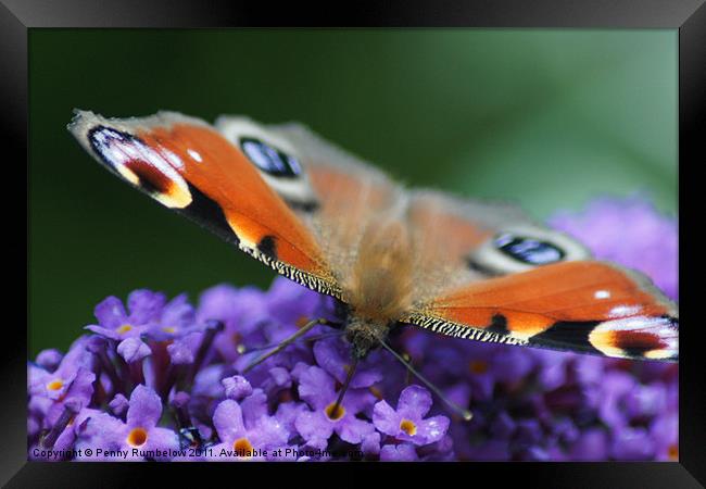 sweet as nectar Framed Print by Elouera Photography