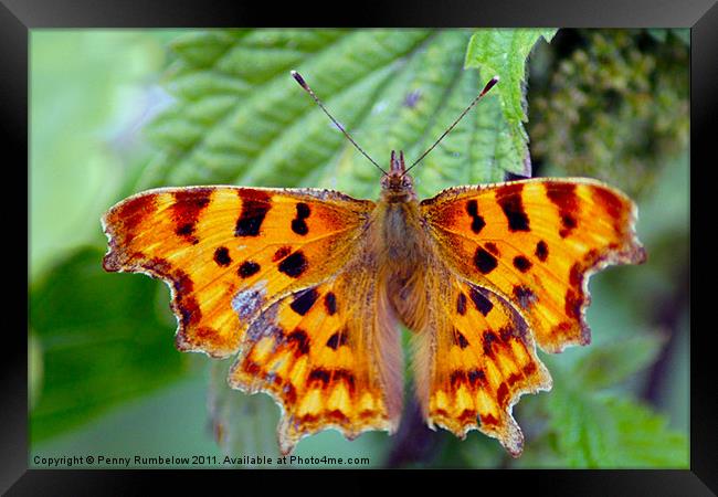 comma Framed Print by Elouera Photography