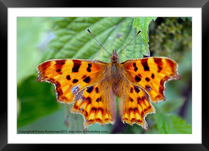 comma Framed Mounted Print by Elouera Photography