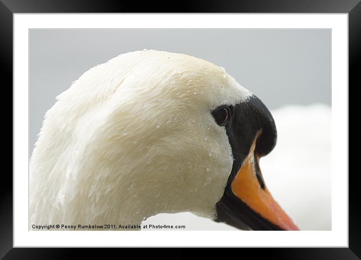 swan Framed Mounted Print by Elouera Photography