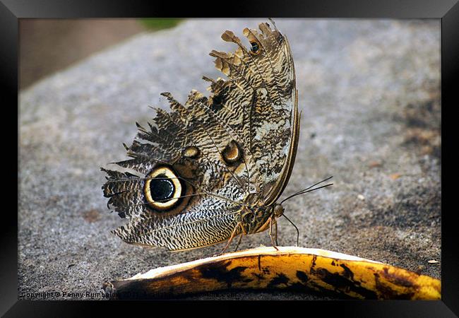 owl butterfly feeding on banana Framed Print by Elouera Photography