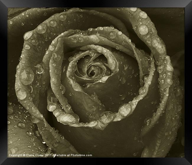 black and white rose Framed Print by Claire Clarke
