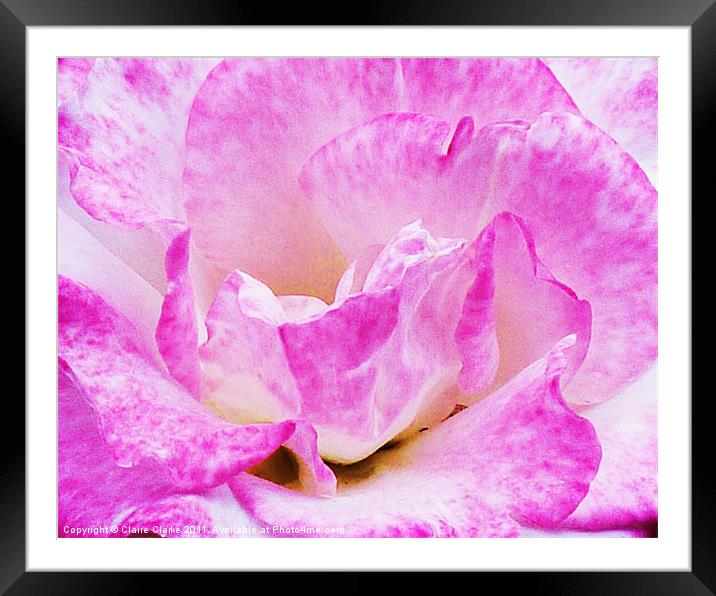 Purple Rose Framed Mounted Print by Claire Clarke