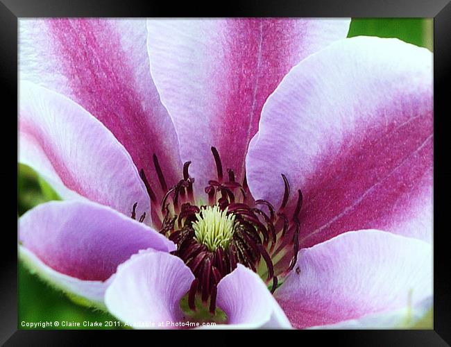 sweet pea Framed Print by Claire Clarke