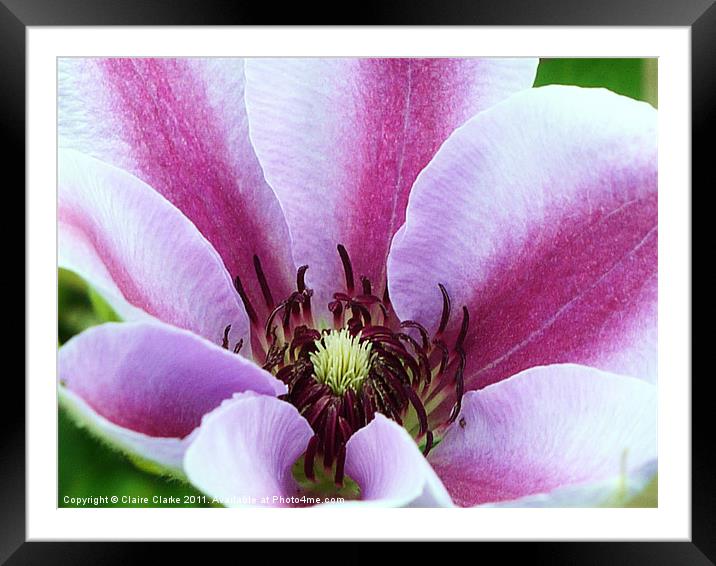 sweet pea Framed Mounted Print by Claire Clarke