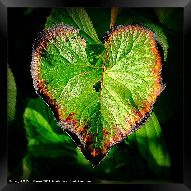 Natures Valentine II Framed Print by Paul Causie