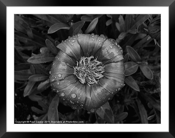 With Raindrops Framed Mounted Print by Paul Causie
