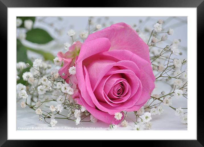 Romantic Rose Framed Mounted Print by Jenny Challinor