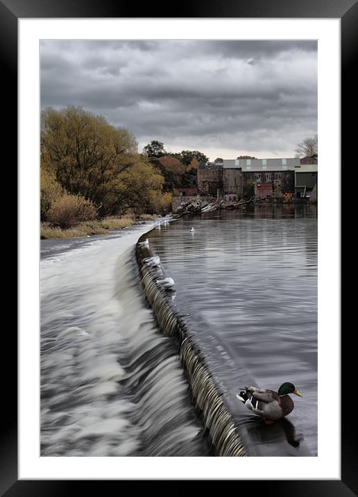 otley weir on river aire west yorkshire Framed Mounted Print by simon sugden