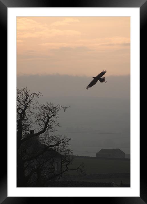 common buzzard  over settle north yorkshire Framed Mounted Print by simon sugden